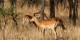 Tanzanie - 2010-09 - 136 - Serengeti - Impalas